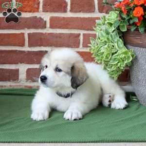 Sophia, Great Pyrenees Puppy